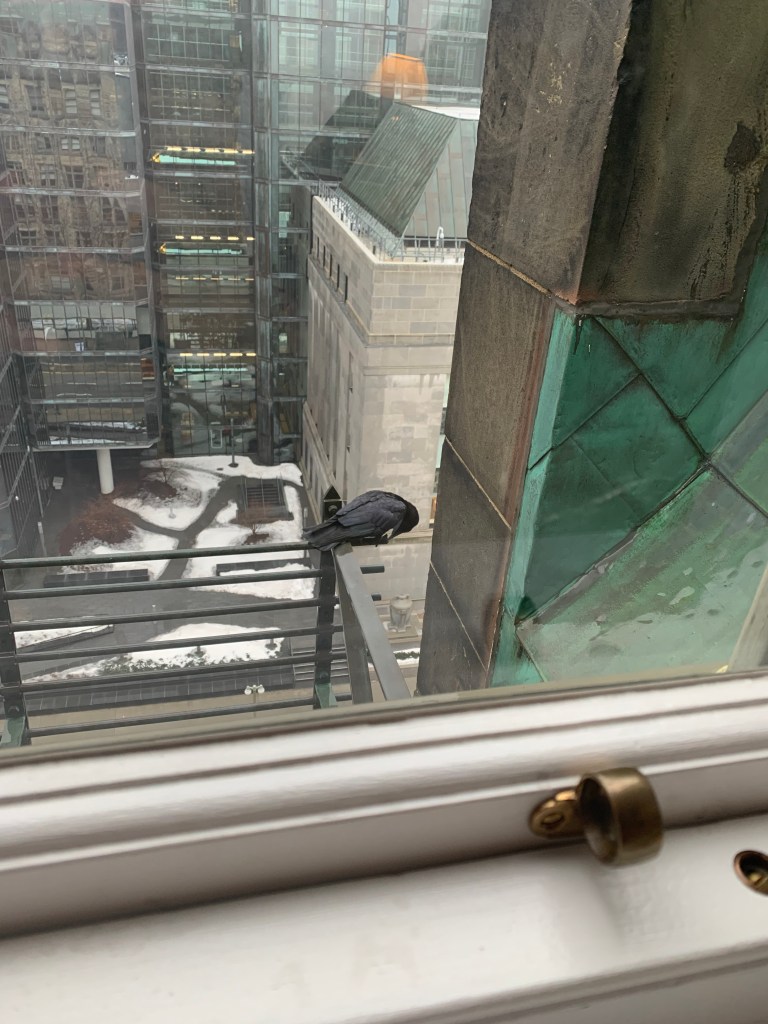 Crow Visit